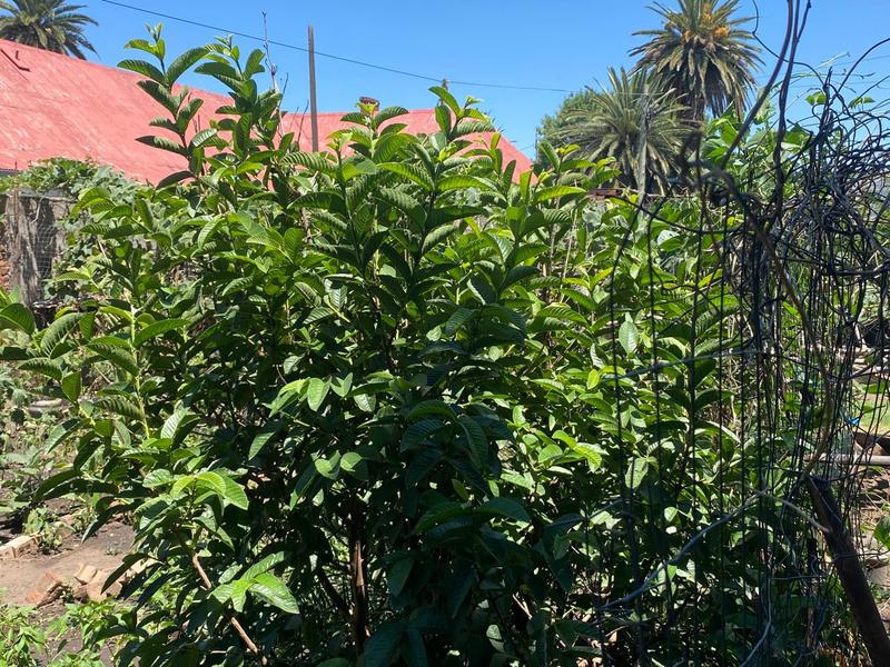 4 Bedroom Property for Sale in Queenstown Central Eastern Cape